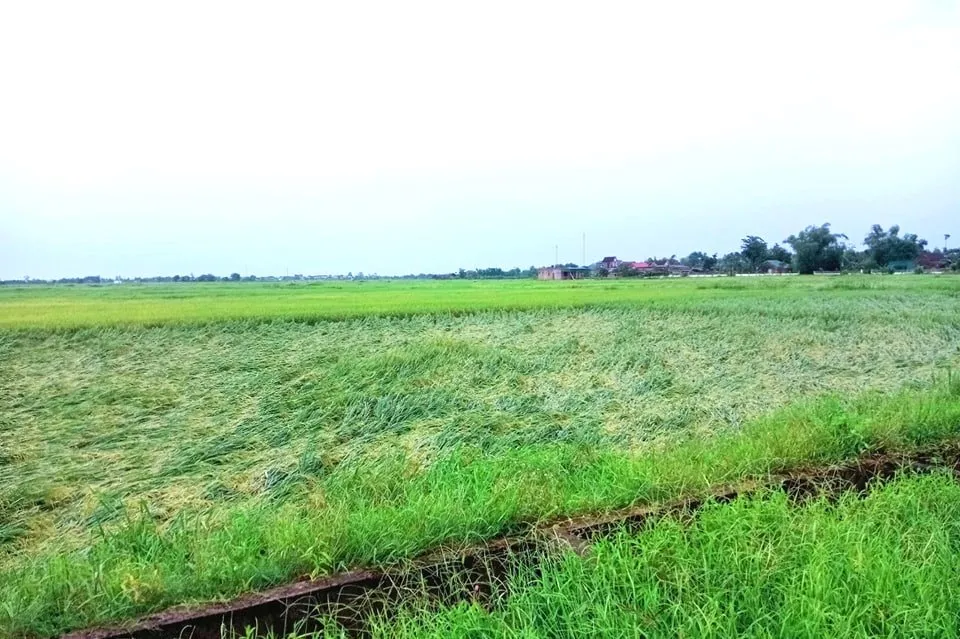 Lúa chuẩn bị thu hoạch ở huyện Can Lộc (Hà Tĩnh) bị mưa gió cuốn đổ Lúa chuẩn bị thu hoạch ở huyện Can Lộc (Hà Tĩnh) bị mưa gió cuốn đổ