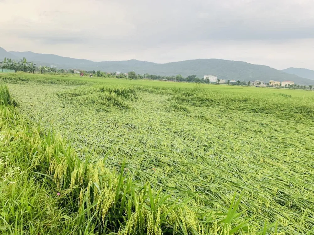Lúa bị mưa gió cuốn đổ ở Kỳ Anh (Hà Tĩnh) Lúa bị mưa gió cuốn đổ ở Kỳ Anh (Hà Tĩnh)
