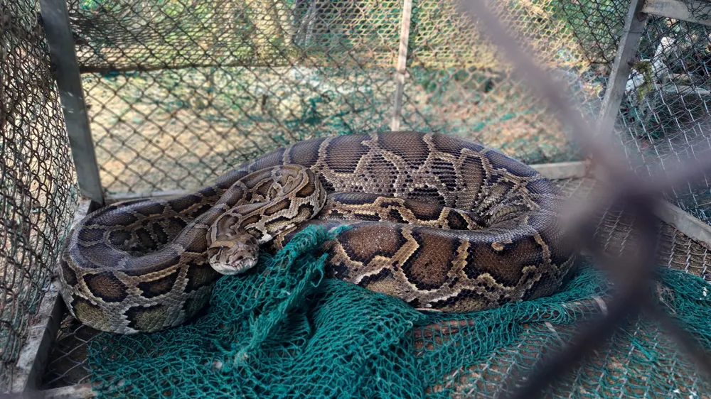 Trăn đất sau khi bắt cho vào rọ thép