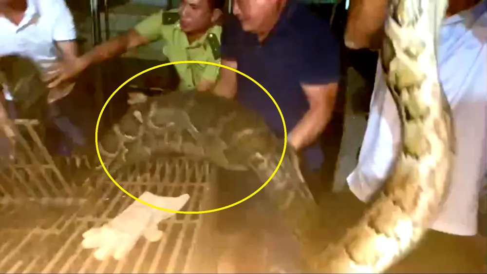 Con bê con đã bị trăn nuốt chửng vào bụng