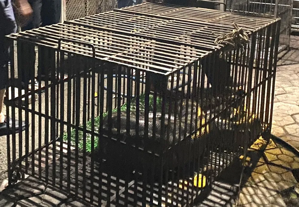 Trăn đất đã được đưa về Vườn Quốc gia Vũ Quang an toàn và tiếp tục theo dõi, chăm sóc trước khi thả vào môi trường tự nhiên