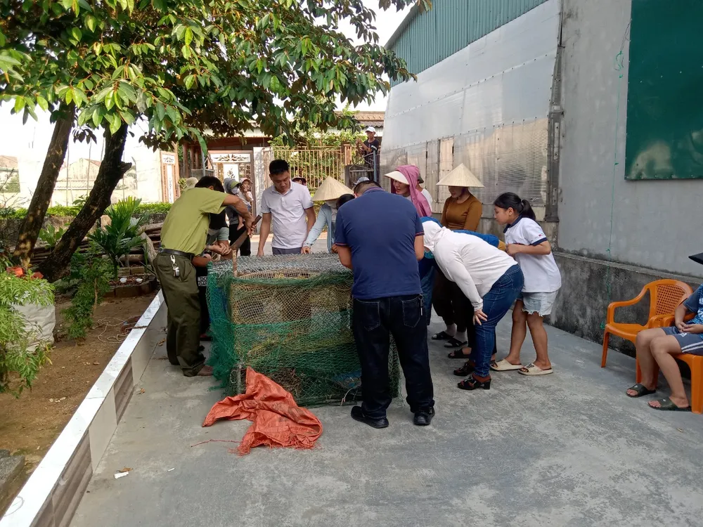 Bắt nhốt trăn đất trong rọ thép để đưa về Vườn Quốc gia Vũ Quang