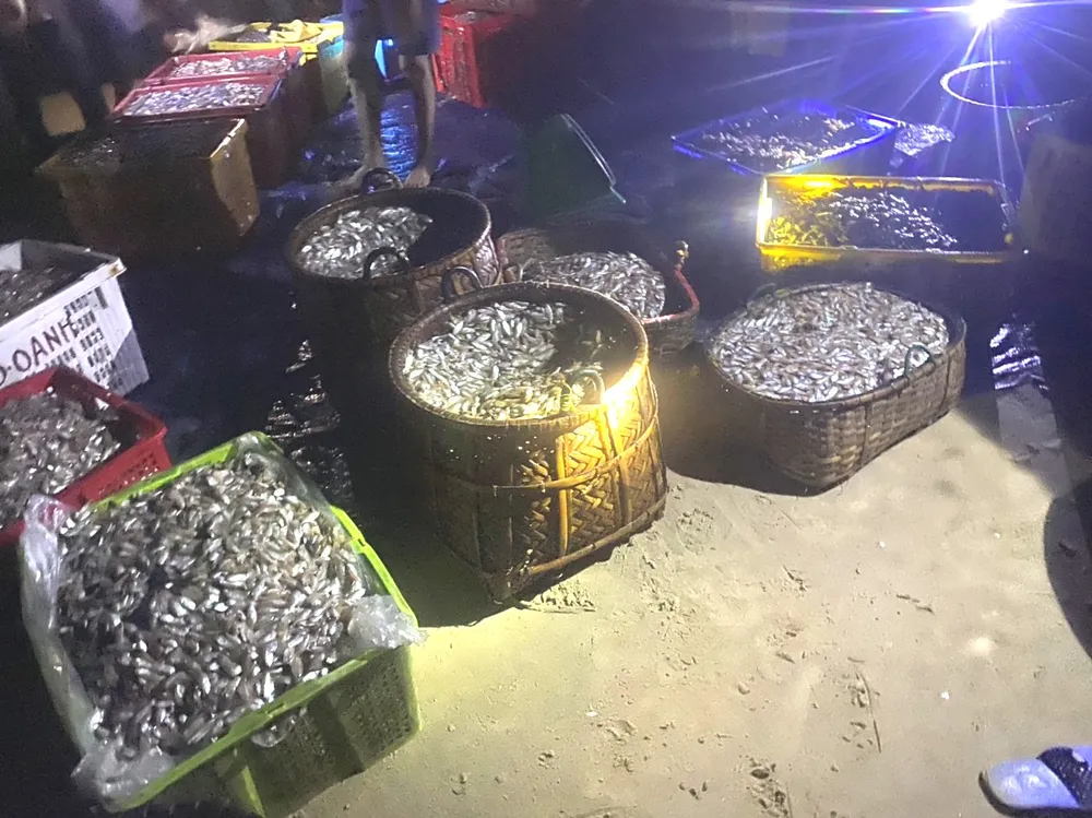 Cá được chất đầy đưa vào bờ