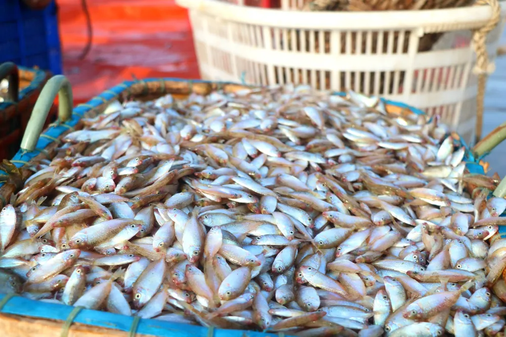 Cá chất đầy khay