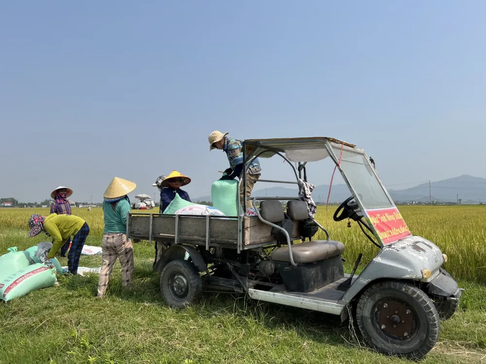 “Chuyến xe 0 đồng” giúp bà con vận chuyển lúa về tận nhà