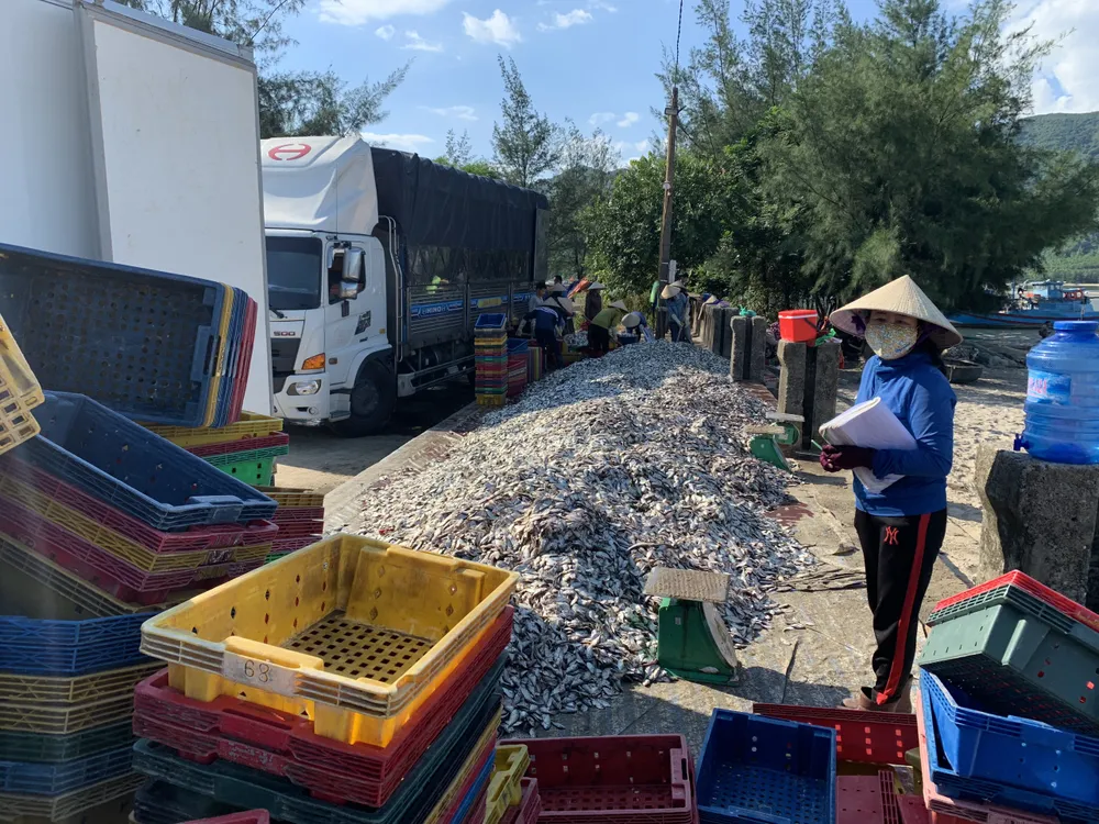 Mẻ cá triệng được đưa vào bờ