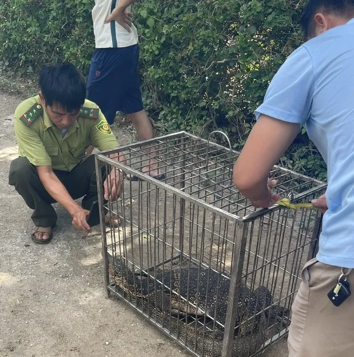 Con kỳ đà được nhốt trong lồng sắt