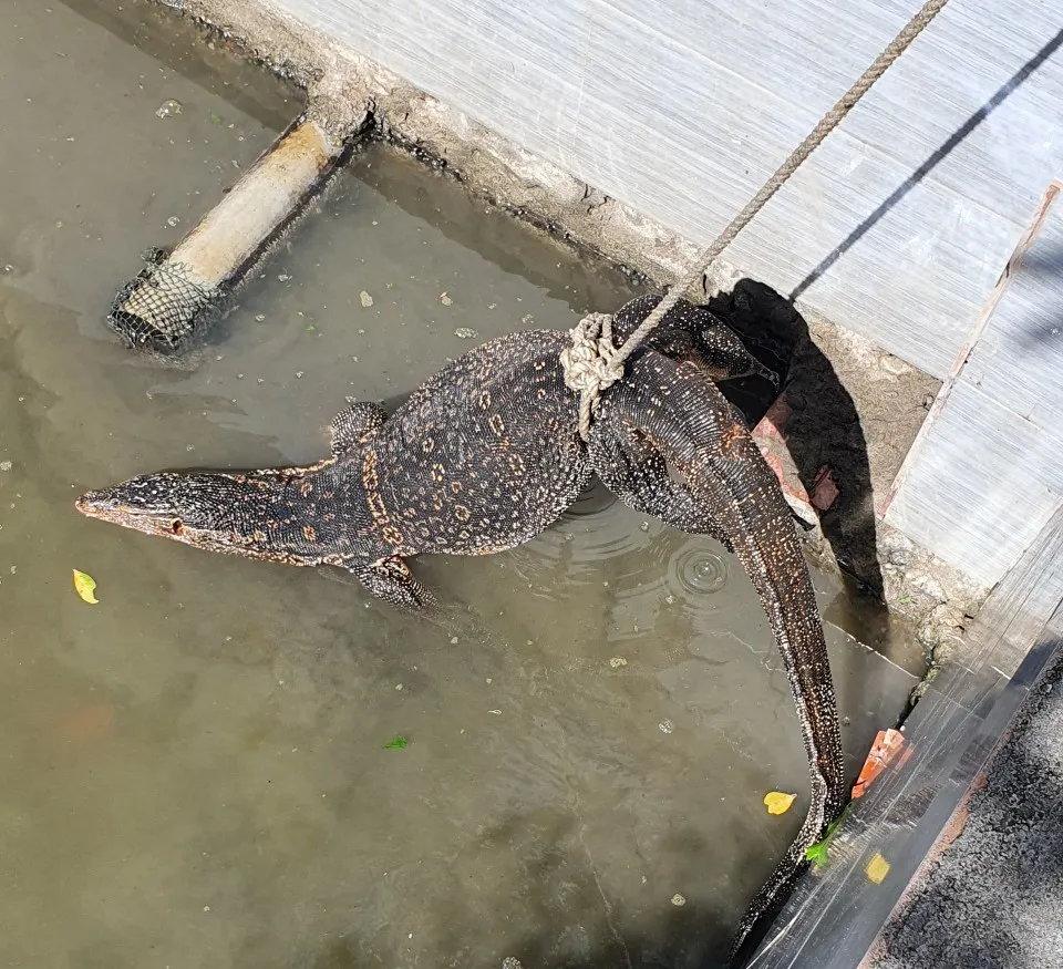 Con kỳ đà sống khỏe mạnh