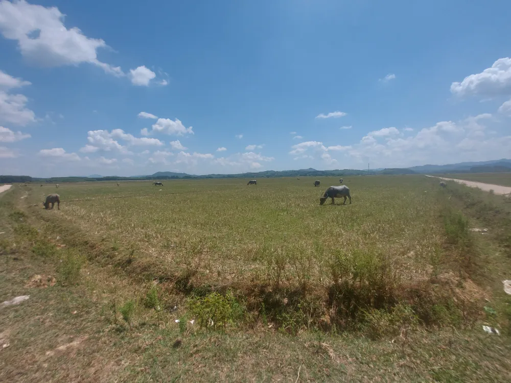 Ruộng đồng bỏ hoang Ruộng đồng bỏ hoang