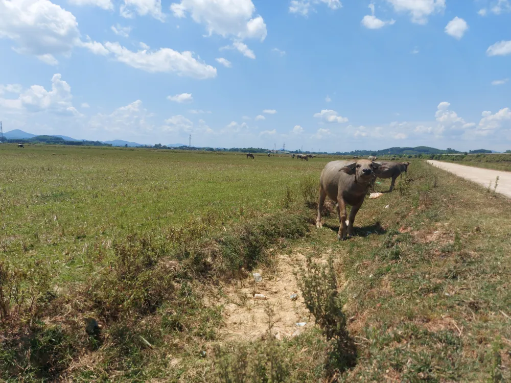 Nhiều cánh đồng bỏ hoang ở xã Hương Thủy Nhiều cánh đồng bỏ hoang ở xã Hương Thủy