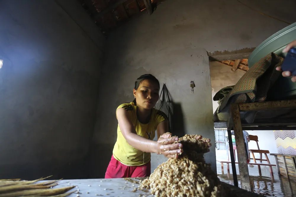 Lúa của người dân bị ngập ướt Lúa của người dân bị ngập ướt