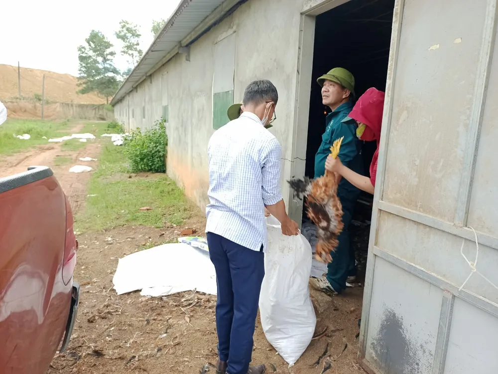 Người dân hỗ trợ mua gà Người dân hỗ trợ mua gà