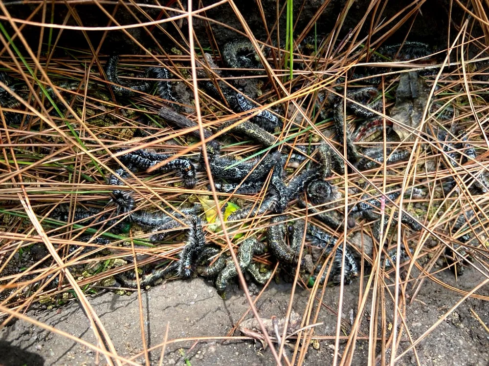 Sâu róm gây hại rừng thông