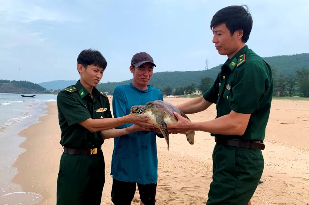 Cá thể rùa biển có cân nặng hơn 11kg Cá thể rùa biển có cân nặng hơn 11kg