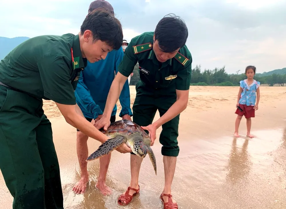 Thả rùa về biển Thả rùa về biển