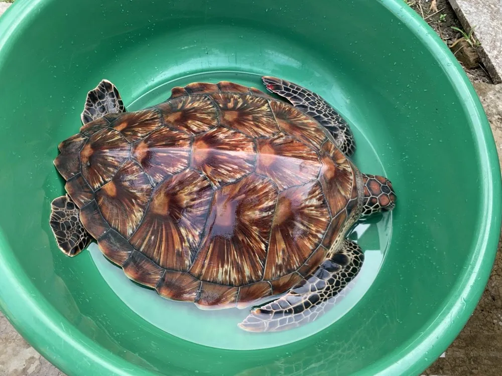 Cá thể rùa biển khỏe mạnh trước khi được thả về tự nhiên Cá thể rùa biển khỏe mạnh trước khi được thả về tự nhiên