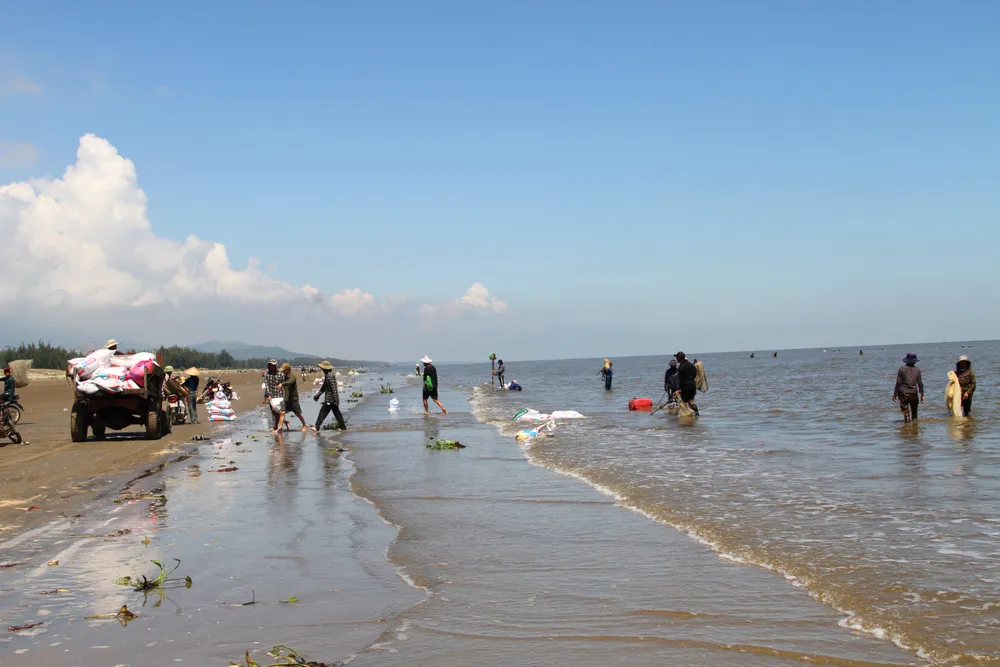 Ốc ruốc cào được bao nhiêu đều được người thu gom, mua hết tại bờ biển Ốc ruốc cào được bao nhiêu đều được người thu gom, mua hết tại bờ biển