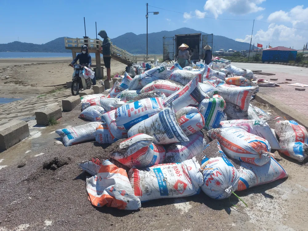 Ốc ruốc được tập kết trên kè biển để bốc lên phương tiện đưa đi tiêu thụ Ốc ruốc được tập kết trên kè biển để bốc lên phương tiện đưa đi tiêu thụ