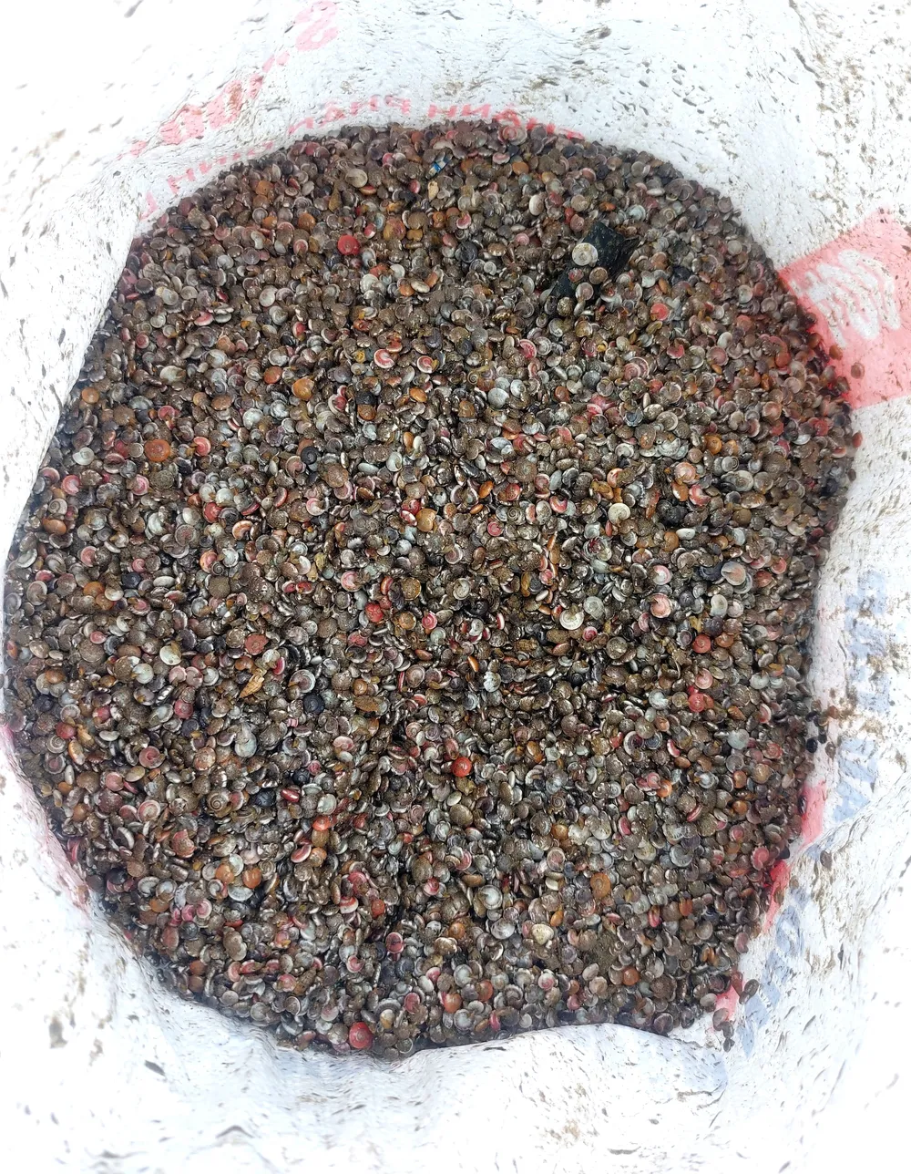 Ốc ruốc có nhiều màu sắc Ốc ruốc có nhiều màu sắc