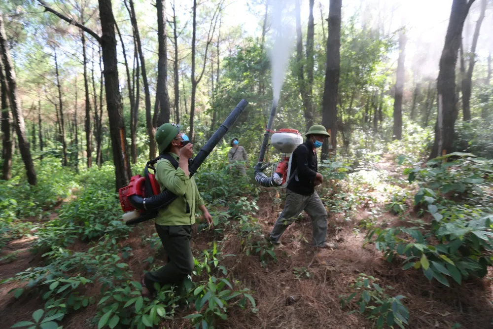 Lực lượng chức năng phun thuốc phòng trừ sâu róm