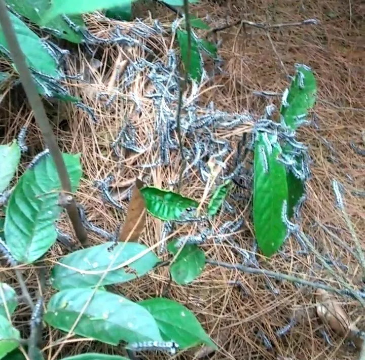 Sâu róm gây hại rừng thông