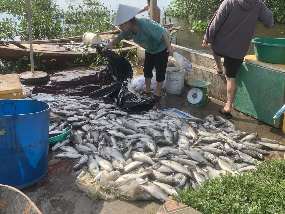 Cá chết được vớt đưa lên tập kết trên bờ để chờ bán Cá chết được vớt đưa lên tập kết trên bờ để chờ bán