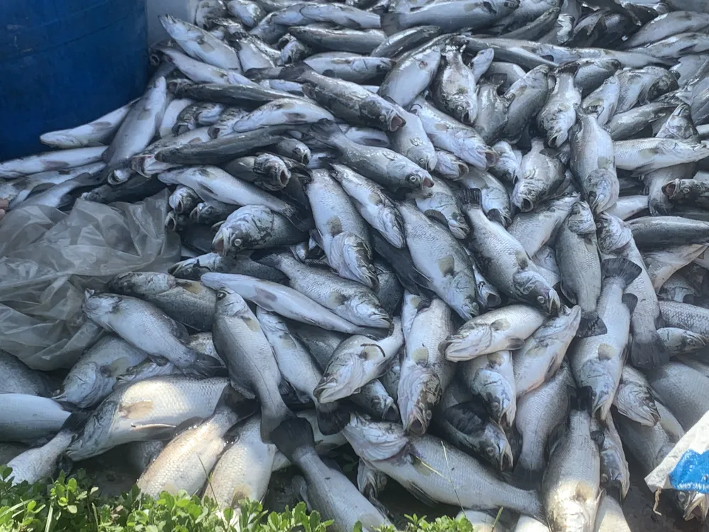 Cá nuôi lồng bè bị chết gây thiệt hại lớn Cá nuôi lồng bè bị chết gây thiệt hại lớn