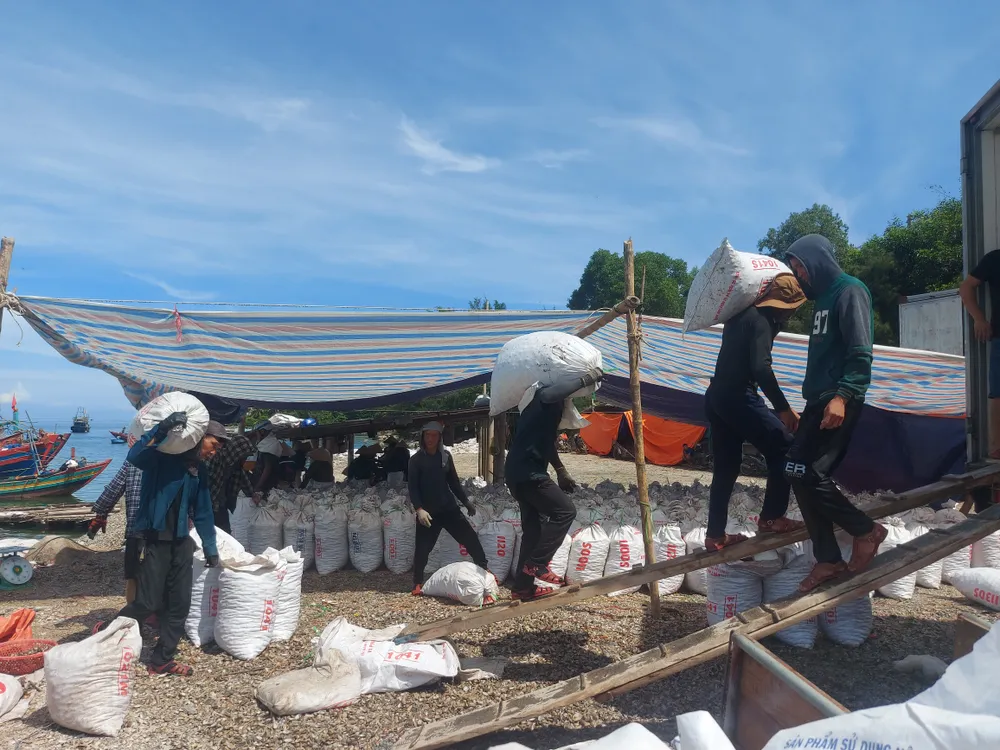 Vận chuyển sò lông lên xe container để đưa đi tiêu thụ Vận chuyển sò lông lên xe container để đưa đi tiêu thụ