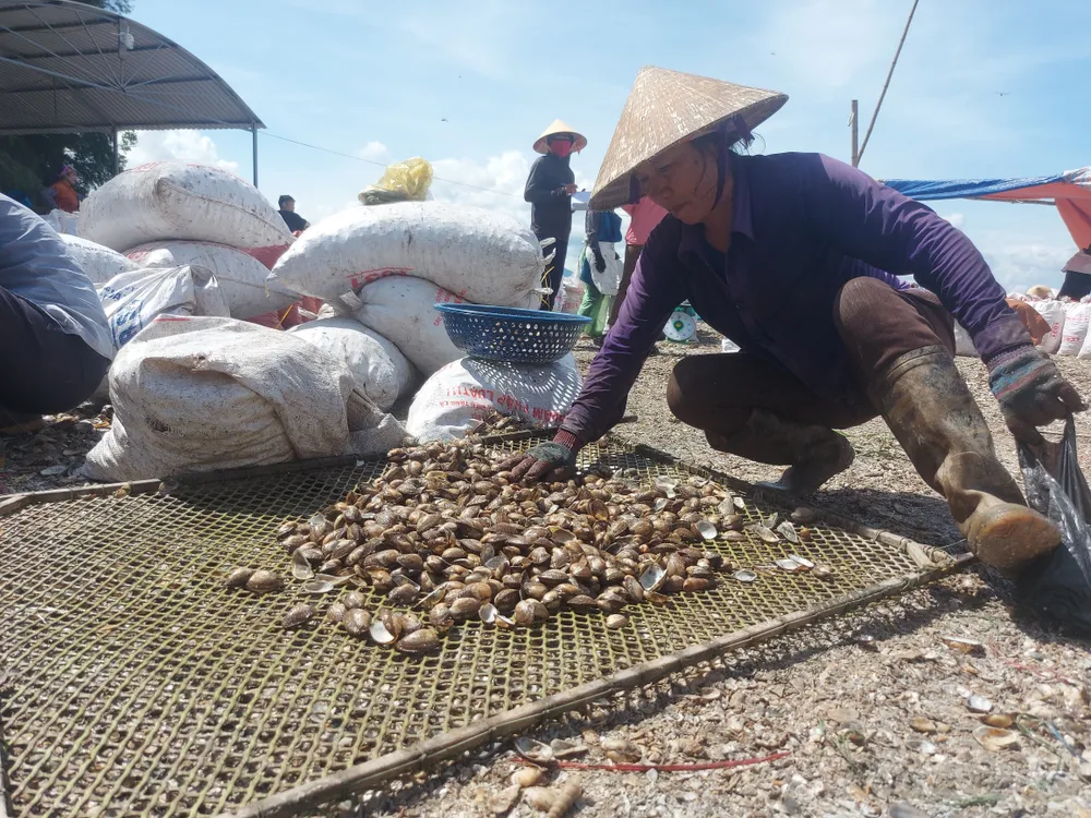 Công việc phân loại sò lông chủ yếu là phụ nữ Công việc phân loại sò lông chủ yếu là phụ nữ