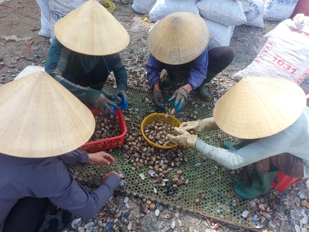 Nhờ đánh bắt được số lượng lớn sò lông nên đã tạo việc làm cho nhiều lao động Nhờ đánh bắt được số lượng lớn sò lông nên đã tạo việc làm cho nhiều lao động