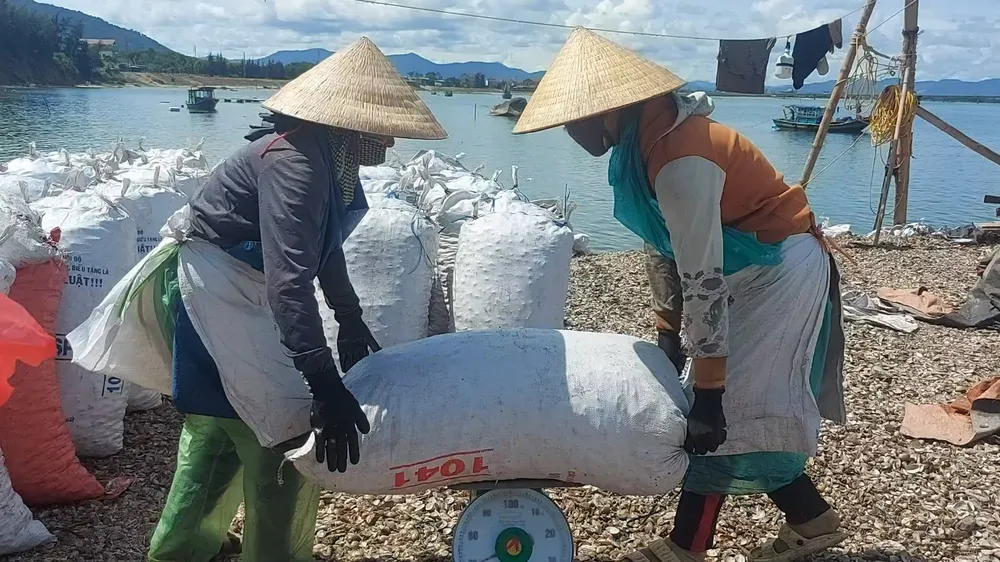 Tiến hành cân sò lông Tiến hành cân sò lông