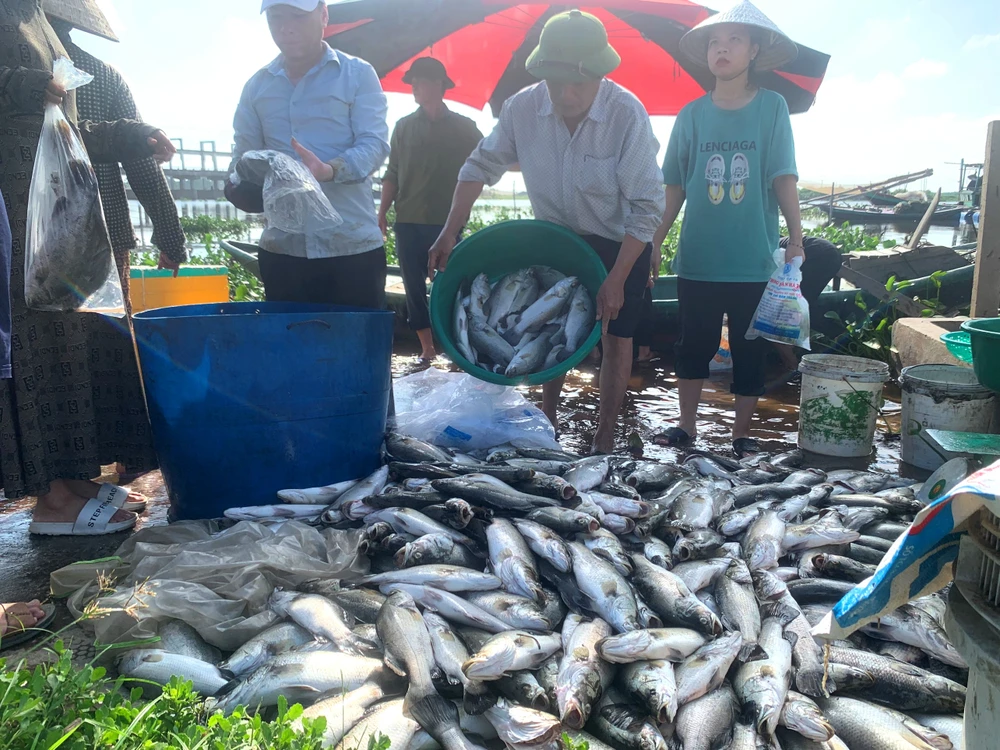 Thời điểm cá nuôi lồng bè chết hàng loạt được người dân vớt lên bờ