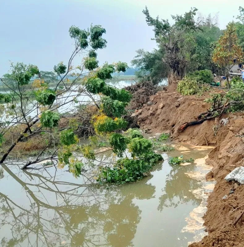 Nhiều cây xanh bị sập, sạt lở xuống lòng sông