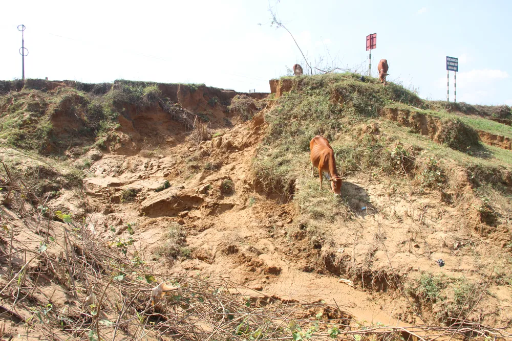 Đất sản xuất bị sạt lở cuốn trôi xuống lòng sông