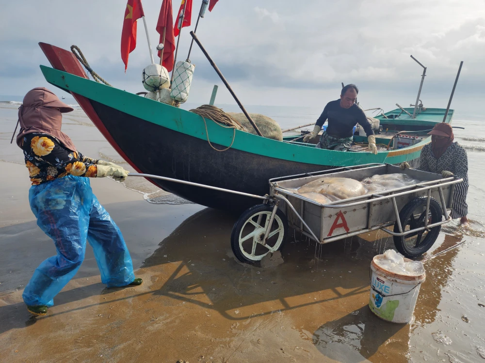 Ngư dân xã Thạch Trị đánh bắt sứa biển đưa vào bờ 20250501_074457.jpg