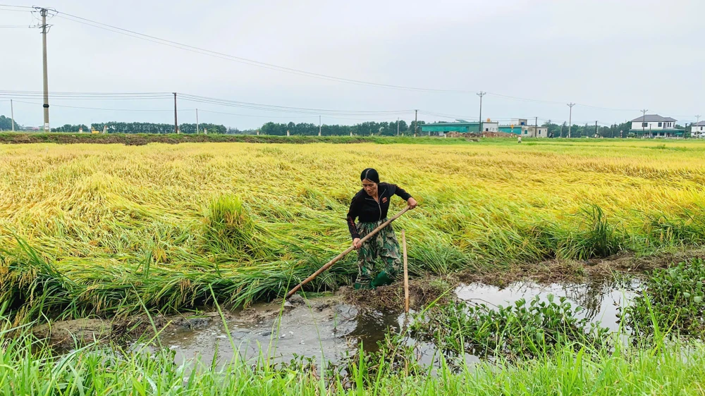 Người dân ở TP Hà Tĩnh khơi thông, tháo nước cho ruộng anh 1 nguoi dân o TP Hà Tĩnh tiến hành khơi thông dòng chảy để cứu lúa đổ ngã. Ảnh DƯƠNG QUANG.jpg