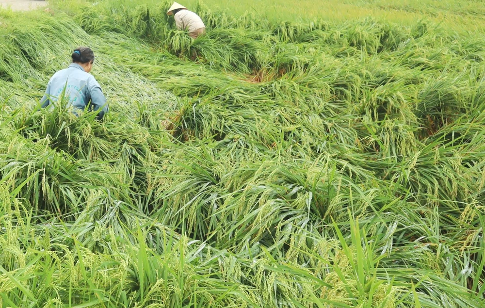 Người dân ở huyện Can Lộc buộc dựng lúa đổ ngã Ảnh 3b Người dân ở huyện Can Lộc, tỉnh Hà Tĩnh đang nỗ lực bó bộc và dựng lúa đổ ngã để giảm thiệt hại. Ảnh DƯƠNG QUANG.jpg