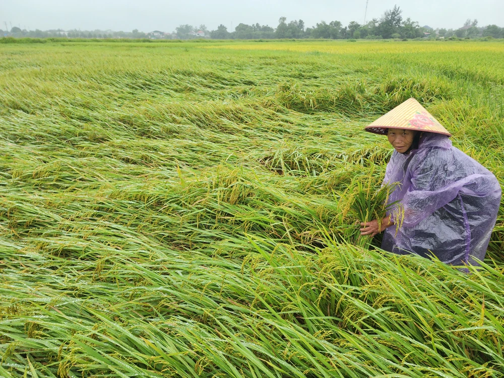 Ảnh 5 Người dân ở xã Cẩm Vịnh, huyện Cẩm Xuyên, tỉnh Hà Tĩnh tiến hành bó bộc và dựng lúa đổ ngã để giảm thiệt hại. Ảnh DƯƠNG QUANG.jpg