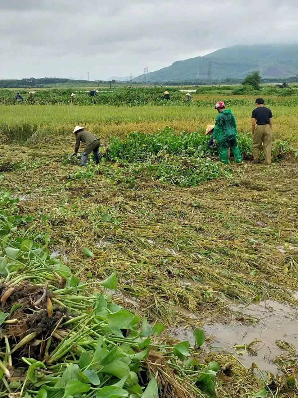 Mưa lũ đã làm số lượng lớn cây bèo tây trôi về vây kín ruộng lúa của người dân ở xã Kỳ Phong z6637512212293_f6f92910ed8b1bb28285ccc118b1147a.jpg
