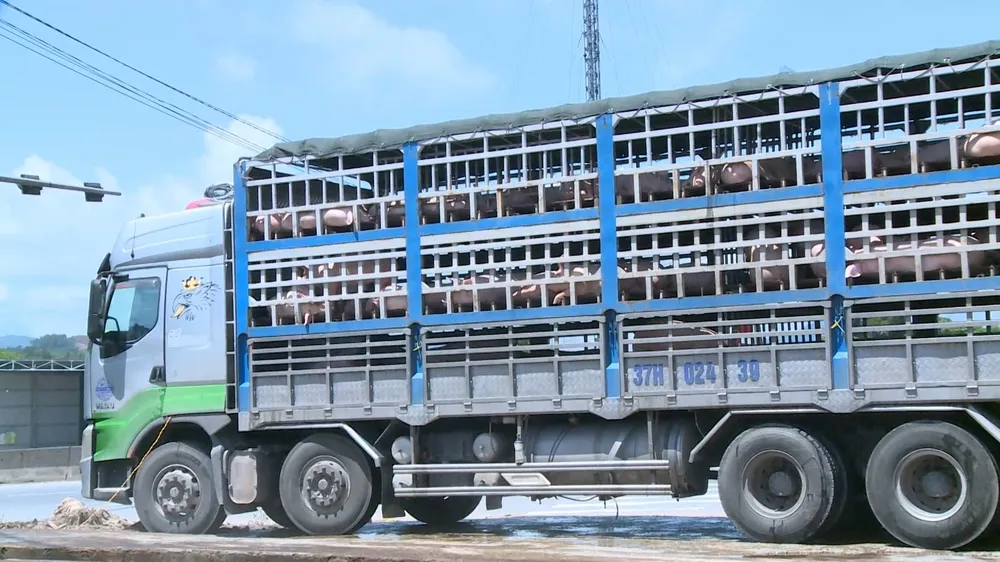 Quá trình kiểm tra, lực lượng chức năng phát hiện trên xe có heo nhiễm dịch bệnh aq.jpg