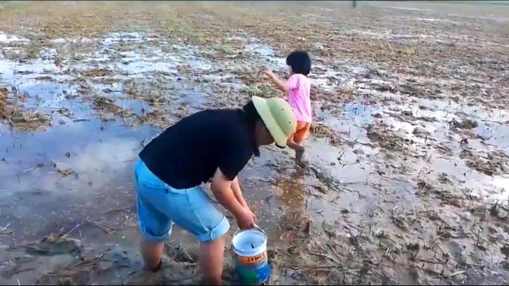 Người dân ở xã Tùng Lộc ra đồng bắt ốc bươu vàng để giảm thiểu thiệt hại cho vụ mùa Không có tiêu đề.jpg