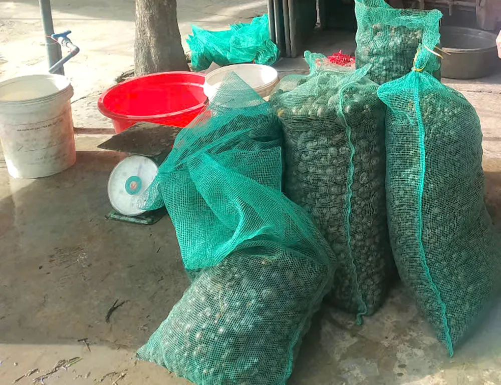 Các bao chứa ốc bươu vàng được nhập cho các đầu mối z6716232957129_f33c16586130b9038f828ad8fb1478df.jpg