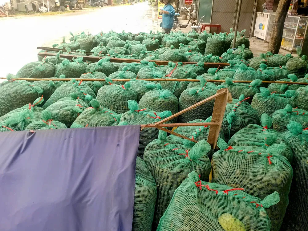 Ốc bươu vàng được người dân ở xã Tùng Lộc bắt và nhập cho các đầu mối z6716232967951_f693b5f2e6912c1a58a4a54a0bd01b53.jpg