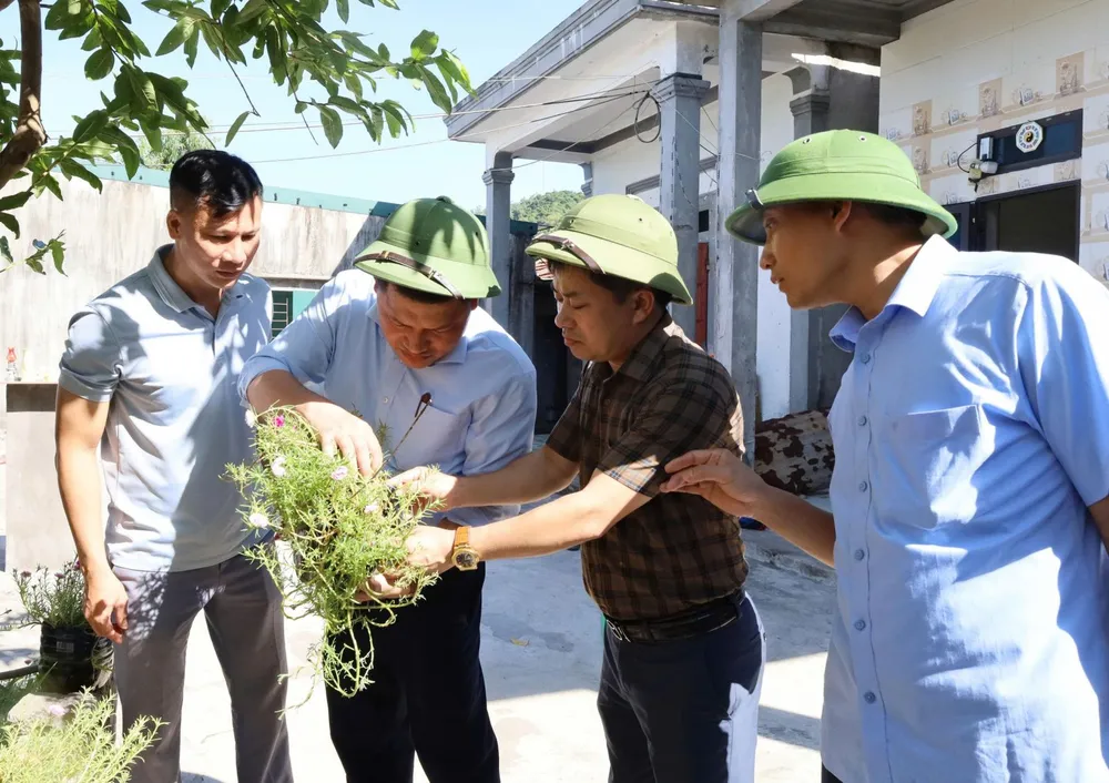 ថ្នាក់ដឹកនាំ CDC Ha Tinh ចុះត្រួតពិនិត្យ និងតាមដានសត្វដង្កូវមេមូសពេញវ័យ ដែលបង្កជំងឺគ្រុនឈាមនៅភូមិ Hai Thanh Ki___m_tra__gi__m_s__t_b____g___y_tr_____ng_th__nh_g__y_b___nh_SXH_t___i_th__n_H___i_Thanh_a0e41.jpg