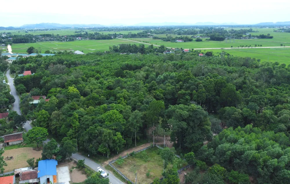 ป่าไม้โบราณตั้งอยู่ใจกลางย่านที่อยู่อาศัยของหมู่บ้านห่าเตียน DJI_0607.JPG