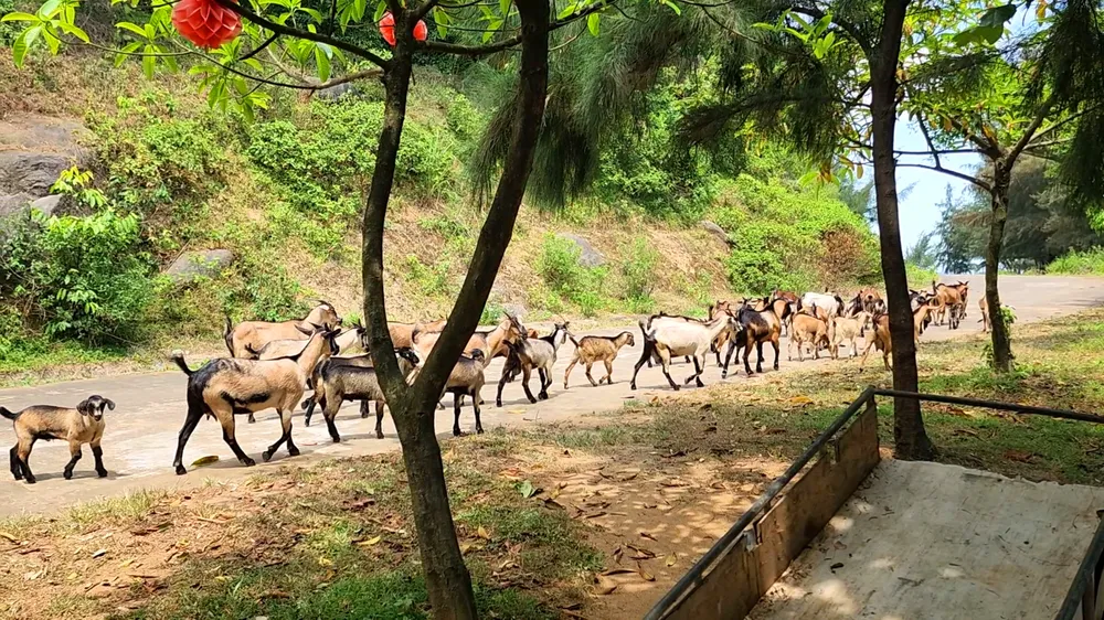 Đàn dê núi rất dễ gần Không có tiêu đề.jpg