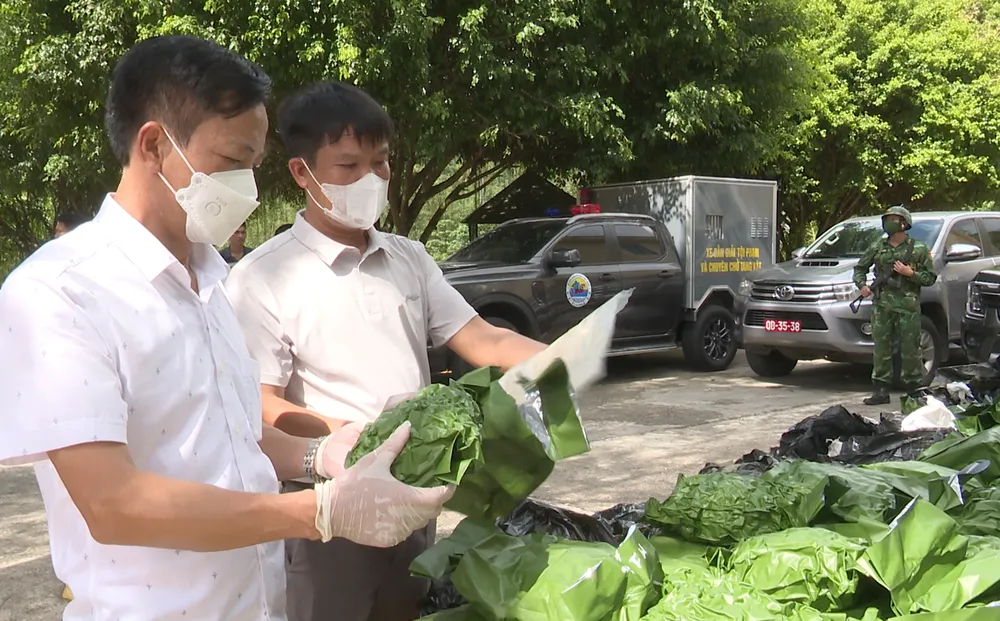 Lực lượng chức năng kiểm tra, kiểm đếm tang vật cần sa đã được thu giữ ảnh 2.png