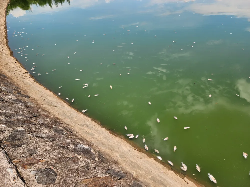 Cá rô phi và cá rô đồng chết ở hồ điều hòa công viên trung tâm 20250813_120344.jpg