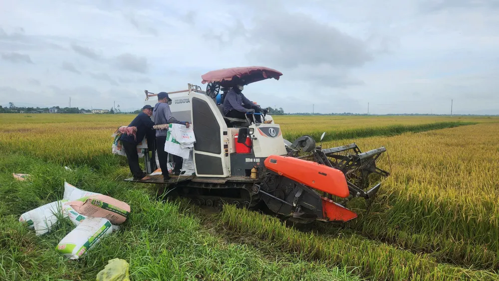 Người dân ở Hà Tĩnh nỗ lực thu hoạch lúa mùa trước bão z6939123209809_628b9d71e8684893dccf51fe7965656c.jpg