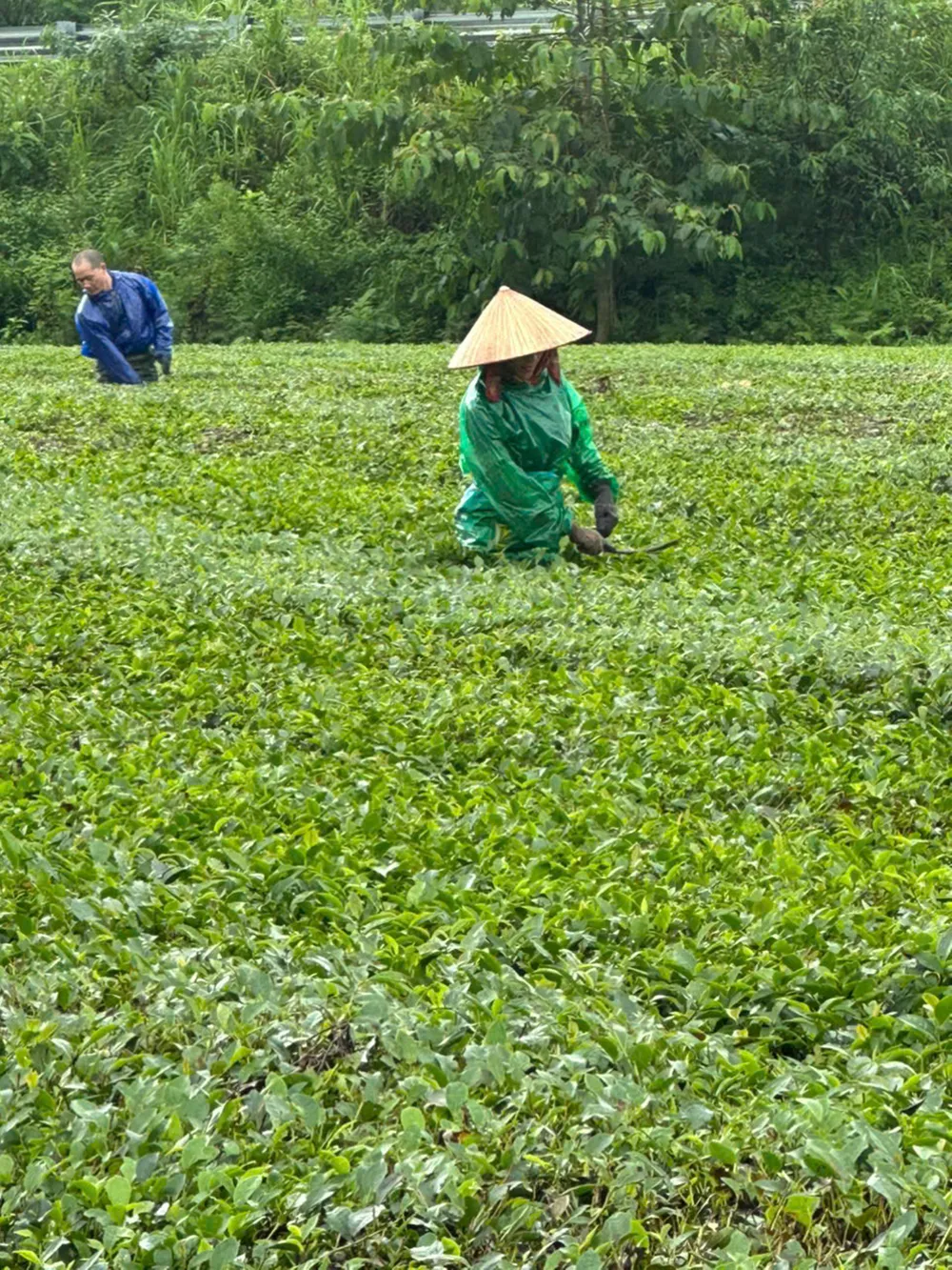 Sau khi nước rút, người dân dọn dẹp bùn và rác bẩn trên cây chè công nghiệp z6962958770799_51435a3bd2bf196da72f4308f0186277.jpg